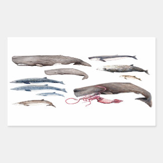 Cachalote y zifios: Ballenas de las profundidades 長方形シール