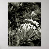 CAcho de Botões ポスター (正面)