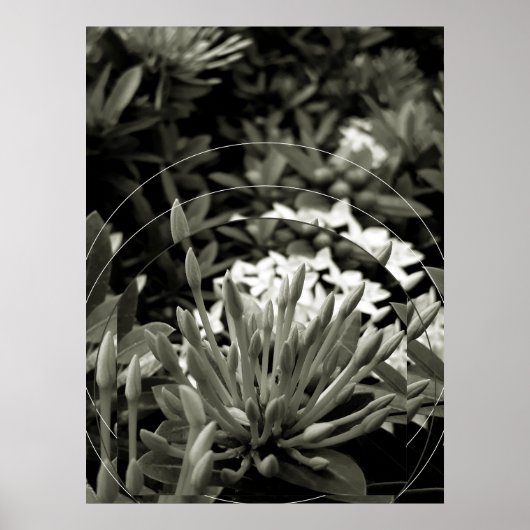 CAcho de Botões ポスター (正面)