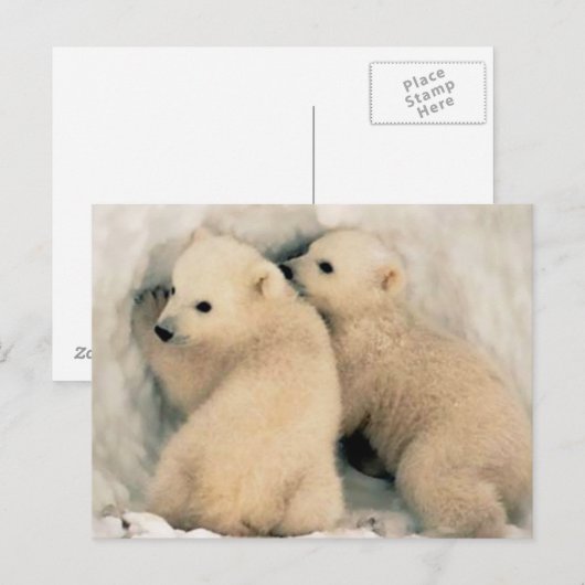Cachorros de Oso Polar ポストカード (正面/裏面)