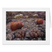 "Cactiバラエティーパック" (正面横)