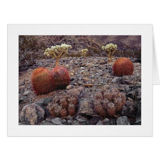 "Cactiバラエティーパック" (正面横)