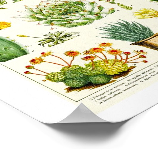 Cacti Succulent Scientific Chart ポスター (角)