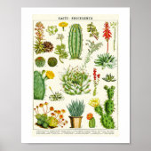 Cacti Succulent Scientific Chart ポスター (正面)