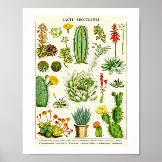 Cacti Succulent Scientific Chart ポスター (正面)