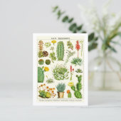 Cacti Succulents Botanical Illustration Postcard ポストカード (スタンド正面)