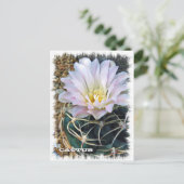 Cactus ポストカード (スタンド正面)