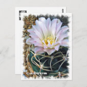 Cactus ポストカード (正面/裏面)