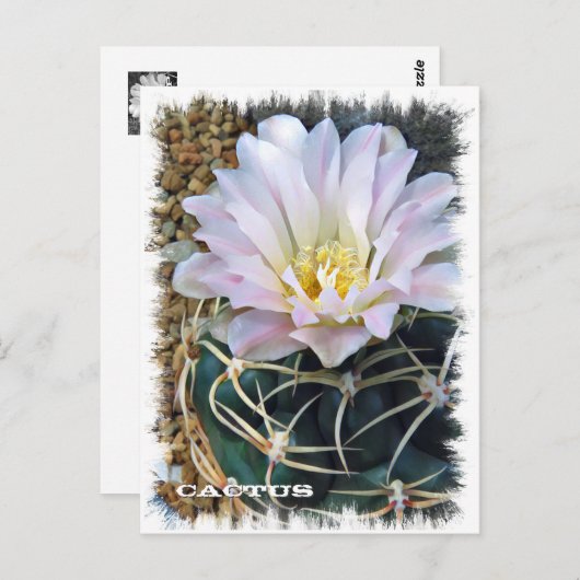 Cactus ポストカード (正面/裏面)