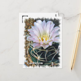 Cactus ポストカード