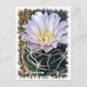 Cactus ポストカード (正面)