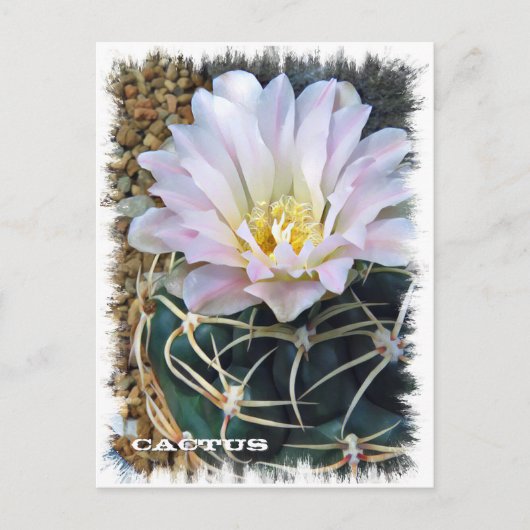 Cactus ポストカード (正面)