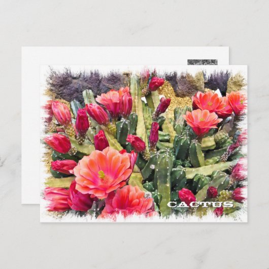 Cactus ポストカード (正面/裏面)