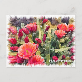 Cactus ポストカード