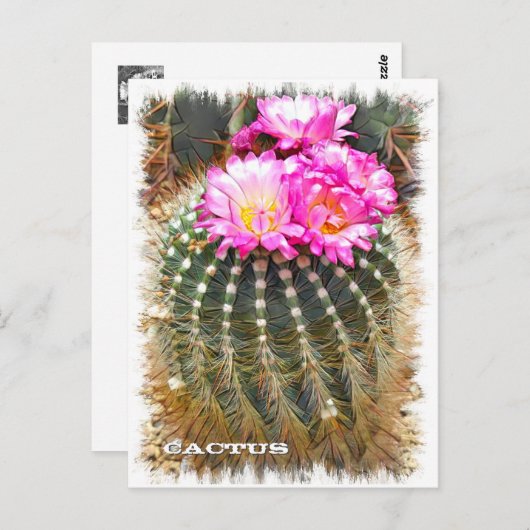 Cactus ポストカード (正面/裏面)