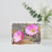 Cactus ポストカード (スタンド正面)