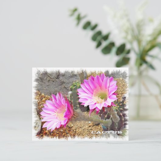 Cactus ポストカード (スタンド正面)