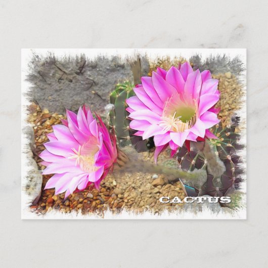 Cactus ポストカード (正面)
