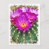 Cactus ポストカード (正面)