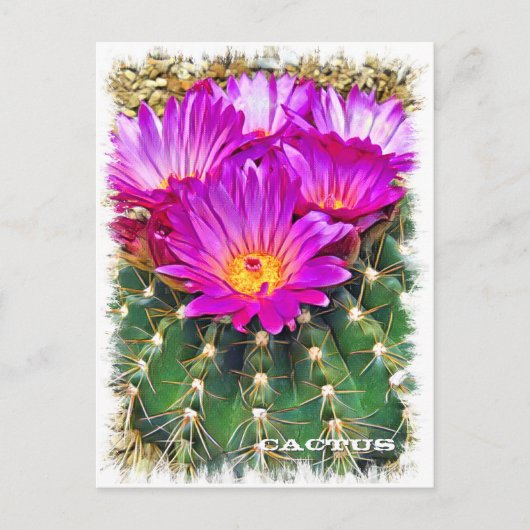 Cactus ポストカード (正面)