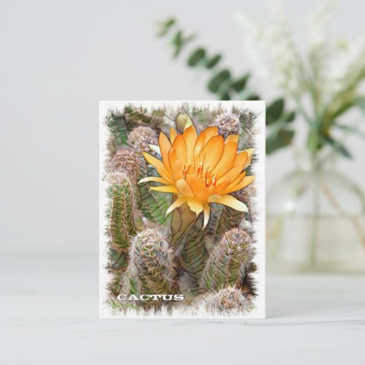 Cactus ポストカード (スタンド正面)