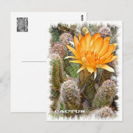 Cactus ポストカード