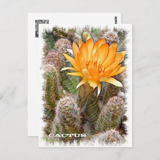 Cactus ポストカード (正面/裏面)