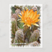 Cactus ポストカード (正面)