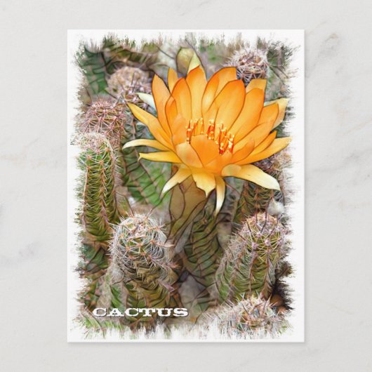 Cactus ポストカード (正面)