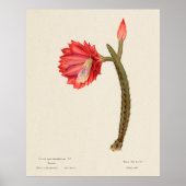 Cactus 4 ポスター (正面)