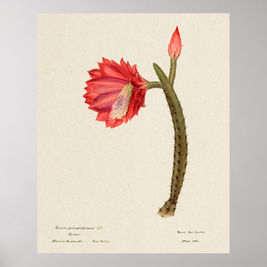 Cactus 4 ポスター (正面)