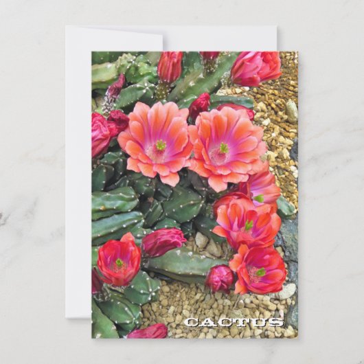 Cactus: Flat Card (正面)