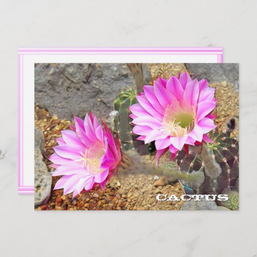 Cactus: Flat Card (正面/裏面)