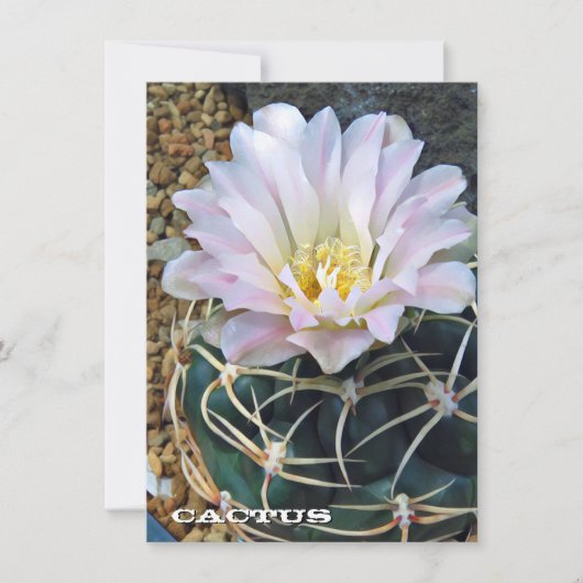 Cactus: Flat Card (正面)