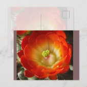 Cactus Flower Postcard ポストカード (正面/裏面)