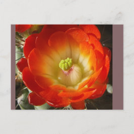 Cactus Flower Postcard ポストカード