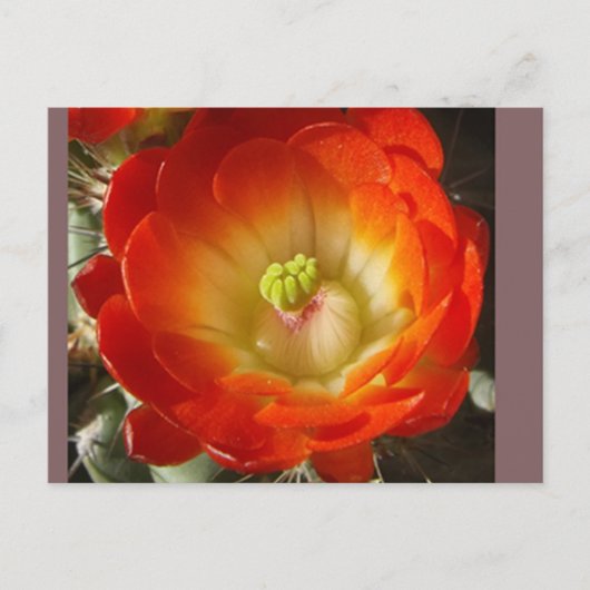 Cactus Flower Postcard ポストカード (正面)