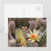 Cactus：Postcard ポストカード (正面/裏面)