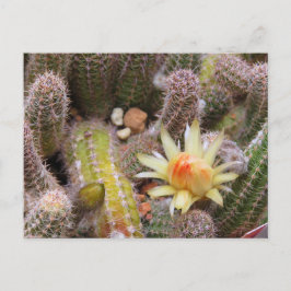 Cactus：Postcard ポストカード