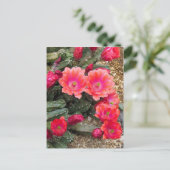 Cactus：Postcard ポストカード (スタンド正面)