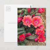 Cactus：Postcard ポストカード (正面/裏面)