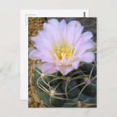 Cactus：Postcard ポストカード (正面/裏面)