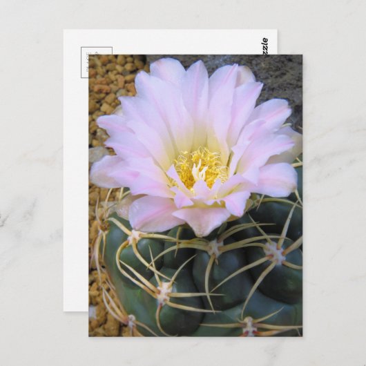 Cactus：Postcard ポストカード (正面/裏面)