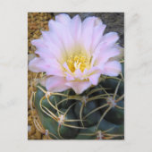 Cactus：Postcard ポストカード (正面)