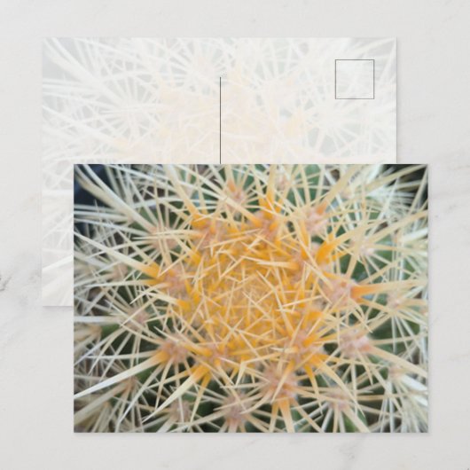 Cactus Postcard ポストカード (正面/裏面)