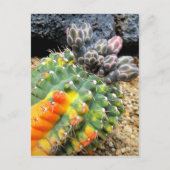 Cactus：Postcard ポストカード (正面)