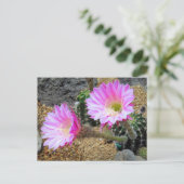 Cactus：Postcard ポストカード (スタンド正面)