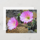 Cactus：Postcard ポストカード (正面/裏面)