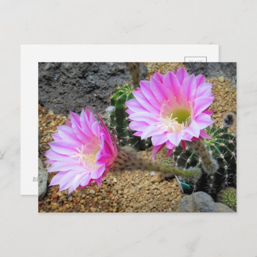 Cactus：Postcard ポストカード (正面/裏面)