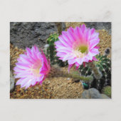 Cactus：Postcard ポストカード (正面)